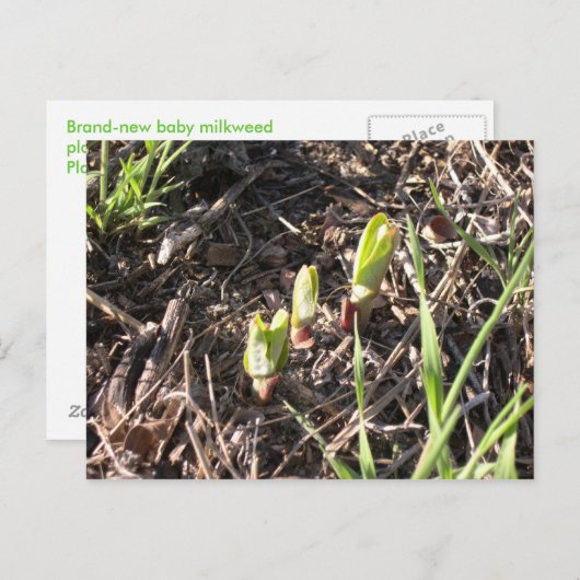 真新しいmilkweedの植物 案内ポストカード (正面/裏面)