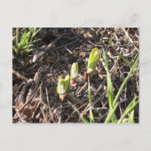 真新しいmilkweedの植物 案内ポストカード (正面)