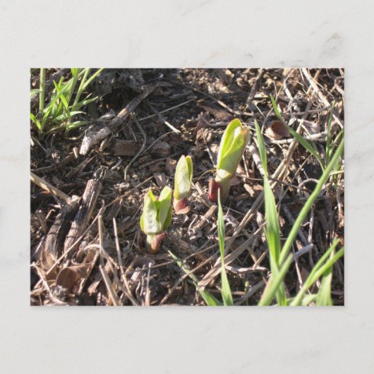 真新しいmilkweedの植物 案内ポストカード (正面)