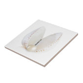 真珠と貝殻 タイル (側面)