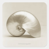 真珠の貝殻 スクエアシール (正面)