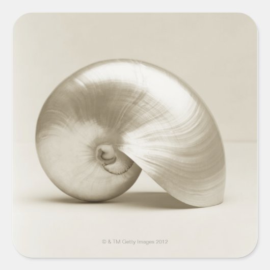 真珠の貝殻 スクエアシール (正面)