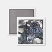 真珠フクロウ磁石 マグネット (正面/裏面)