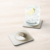 真珠色のオウムガイの海の貝2 コースター (右側)