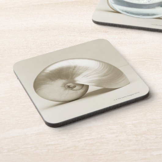 真珠色のオウムガイの海の貝 コースター (左側)