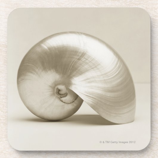 真珠色のオウムガイの海の貝 コースター (正面)