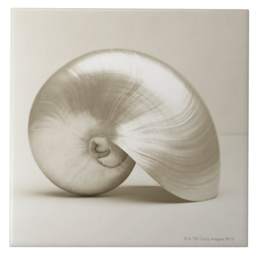 真珠色のオウムガイの海の貝 タイル (正面)