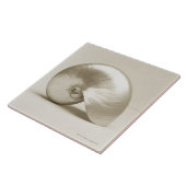 真珠色のオウムガイの海の貝 タイル (側面)