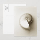 真珠貝殻2 ポストカード (正面/裏面)