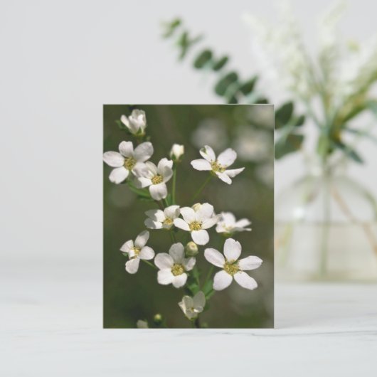 真珠、自然 ポストカード (スタンド正面)