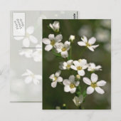 真珠、自然 ポストカード (正面/裏面)