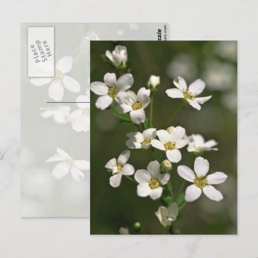 真珠、自然 ポストカード (正面/裏面)