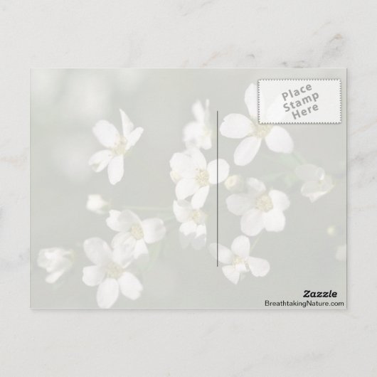 真珠、自然 ポストカード (裏面)