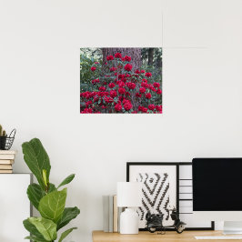 真紅のシャクナゲの花の写真 ポスター
