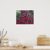 真紅のシャクナゲの花の写真 ポスター (キッチン)