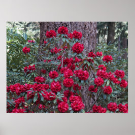 真紅のシャクナゲの花の写真 ポスター