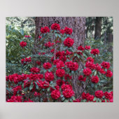 真紅のシャクナゲの花の写真 ポスター (正面)