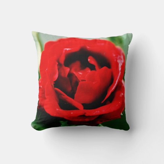真紅のバラの愛 クッション (正面)