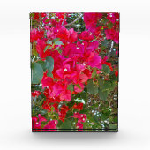 真紅の花々:赤いブーゲンビリアの舞 フォトブロック (正面)