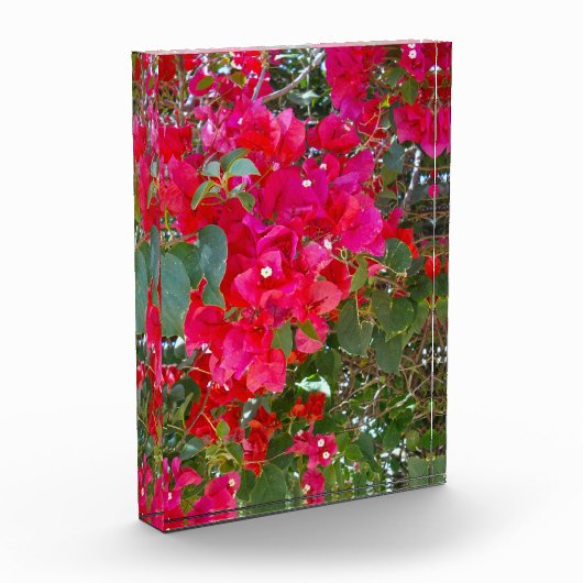 真紅の花々:赤いブーゲンビリアの舞 フォトブロック (左)