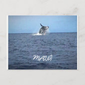 真羽井 ポストカード (正面)