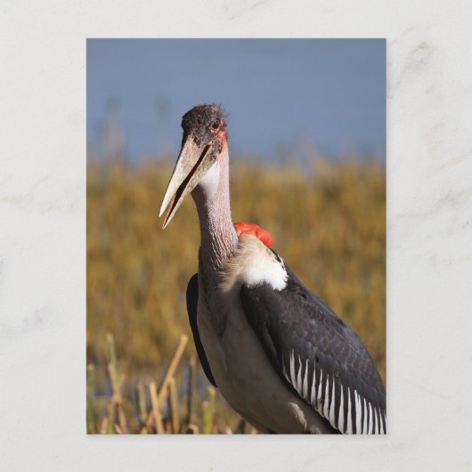 真良坊 ポストカード (正面)