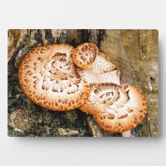 真菌 フォトプラーク (正面)