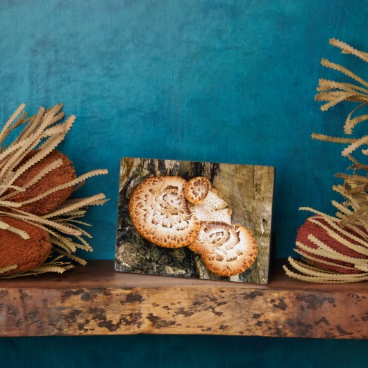 真菌 フォトプラーク (側面)