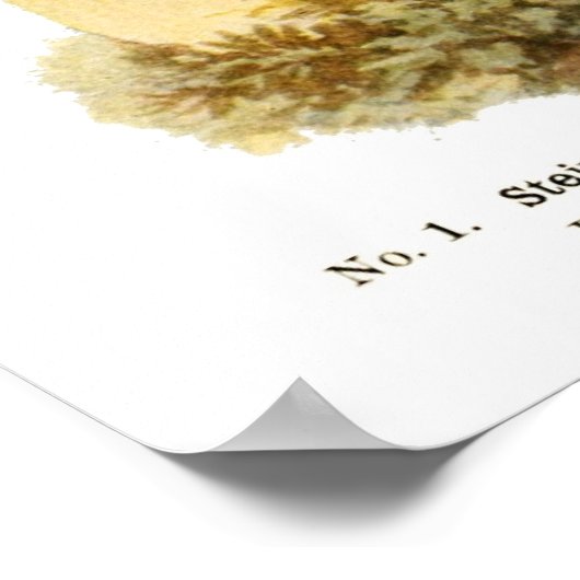 真菌 ポスター (角)