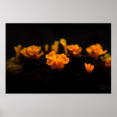 真菌 ポスター (正面)