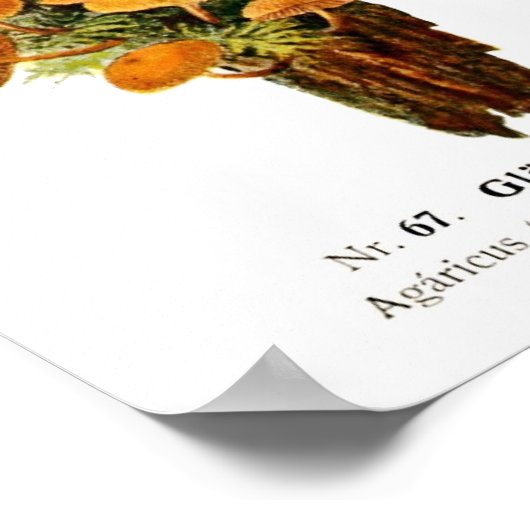 真菌 ポスター (角)