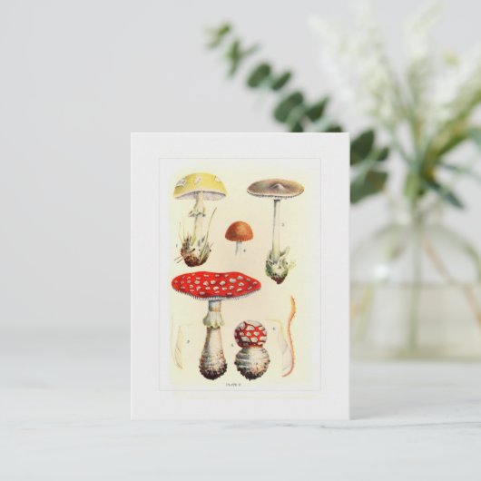 真菌 ポストカード (スタンド正面)
