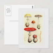 真菌 ポストカード (正面/裏面)