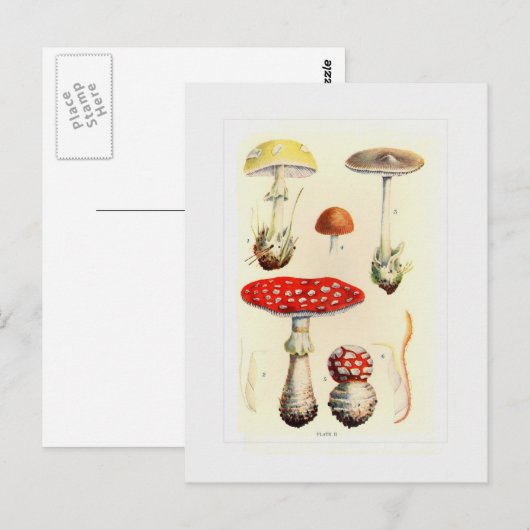 真菌 ポストカード (正面/裏面)
