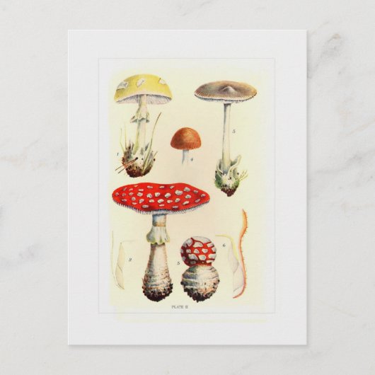 真菌 ポストカード (正面)