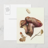 真菌 ポストカード (正面/裏面)