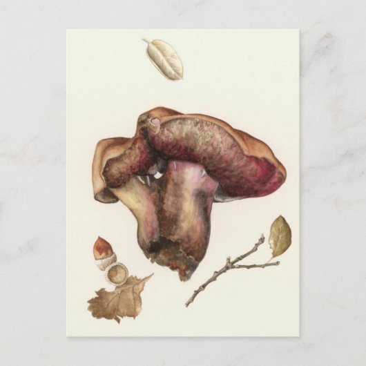 真菌 ポストカード (正面)