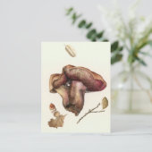 真菌 ポストカード (スタンド正面)