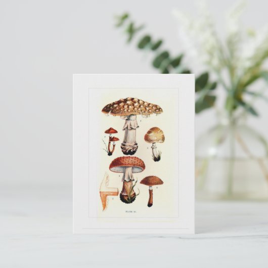 真菌 ポストカード (スタンド正面)