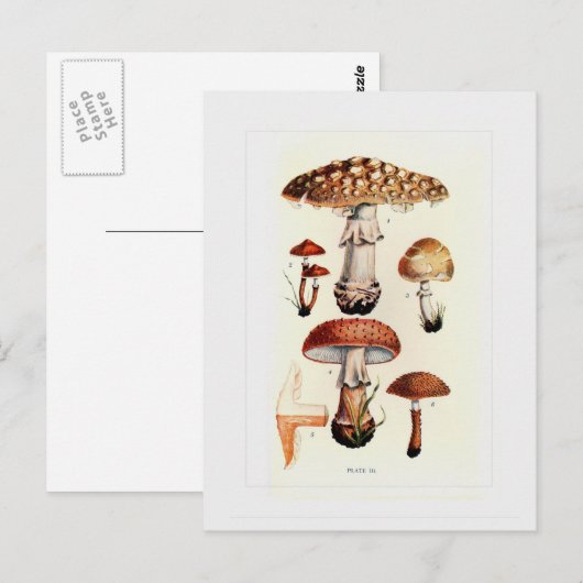 真菌 ポストカード (正面/裏面)