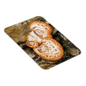 真菌 マグネット (右側)