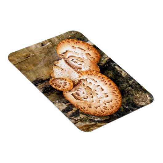 真菌 マグネット (右側)