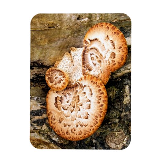 真菌 マグネット (縦)