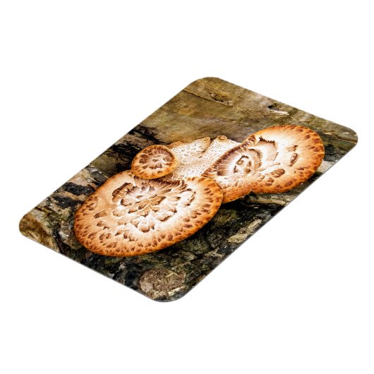 真菌 マグネット (左側)