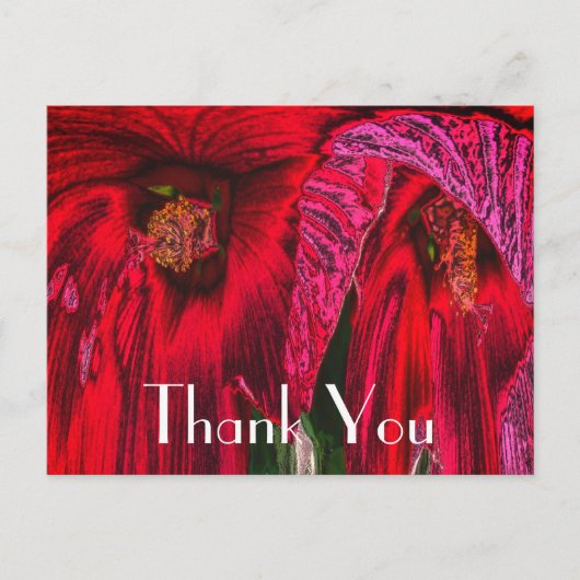 真赤なハイビスカスの抽象的な花の感謝ポストカード ポストカード (正面)