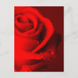 真赤な薔薇 ポストカード