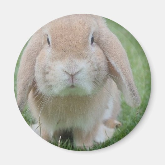真面目なバニー写真 マグネット (正面)