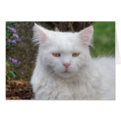 真面目な白猫 (正面横)