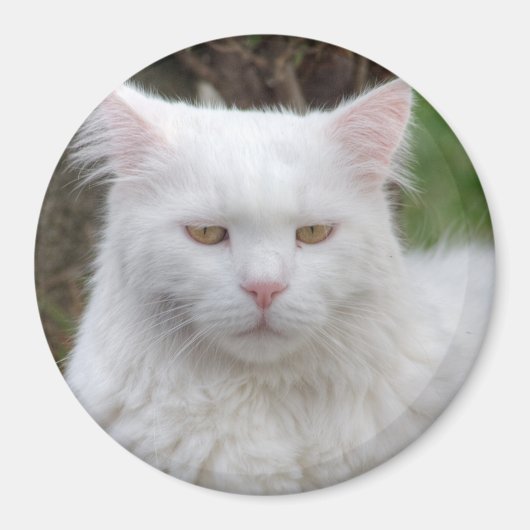 真面目な白猫 マグネット (正面)