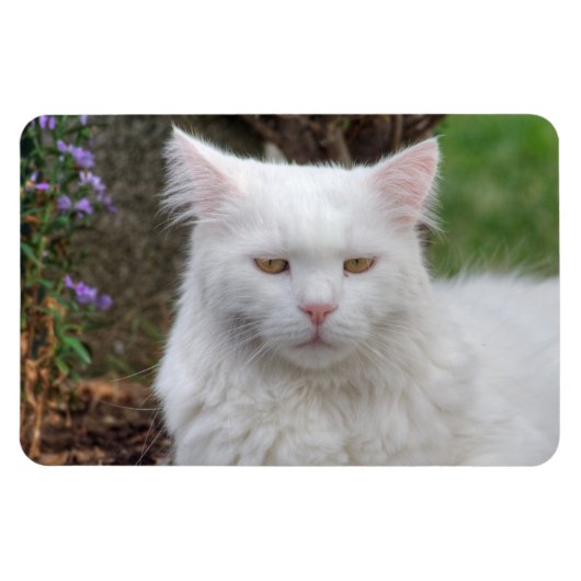 真面目な白猫 マグネット (横)